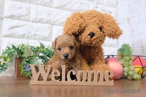 成約済の滋賀県のトイプードル-197198の3枚目