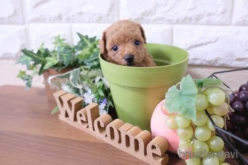 成約済の滋賀県のトイプードル-197198の2枚目