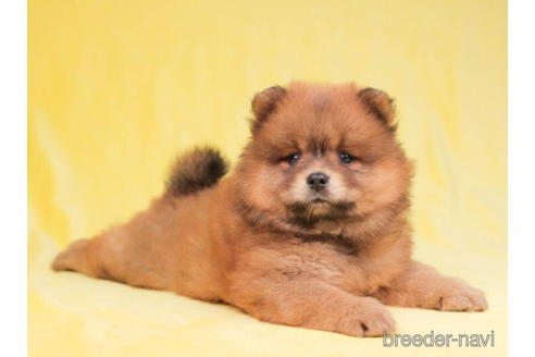 成約済の千葉県のミックス犬-199301の4枚目