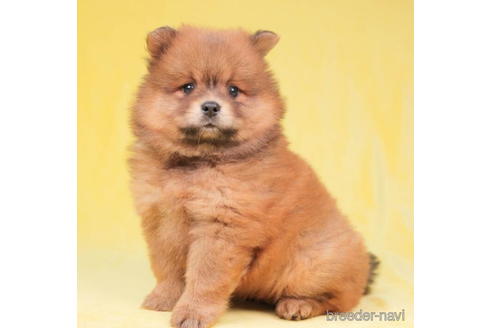 成約済の千葉県のミックス犬-199301の3枚目