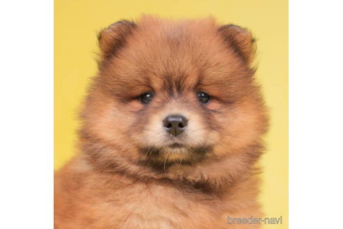 成約済の千葉県のミックス犬-199301の1枚目