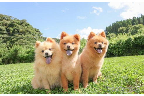 成約済の千葉県のミックス犬-199306の2枚目