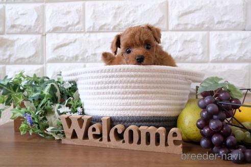 成約済の滋賀県のトイプードル-197208の6枚目