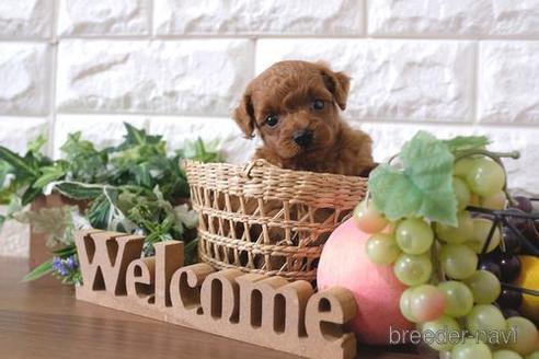 成約済の滋賀県のトイプードル-197208の3枚目