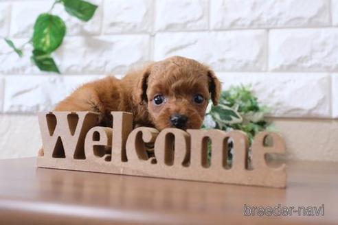 成約済の滋賀県のトイプードル-197208の2枚目