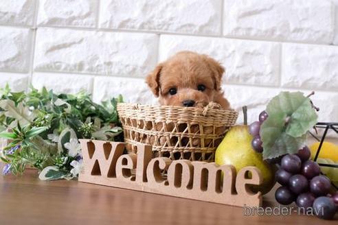 成約済の滋賀県のトイプードル-197209