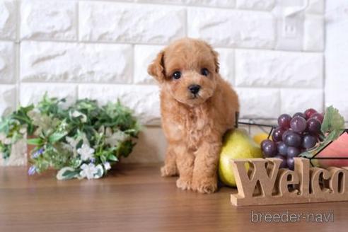 成約済の滋賀県のトイプードル-197209の6枚目