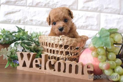 成約済の滋賀県のトイプードル-197209の3枚目