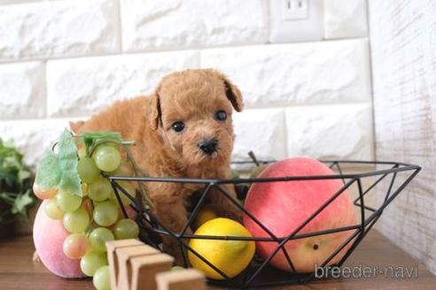 成約済の滋賀県のトイプードル-197209の2枚目