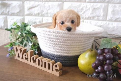 成約済の滋賀県のトイプードル-197212