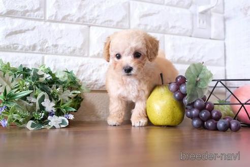 成約済の滋賀県のトイプードル-197212の6枚目