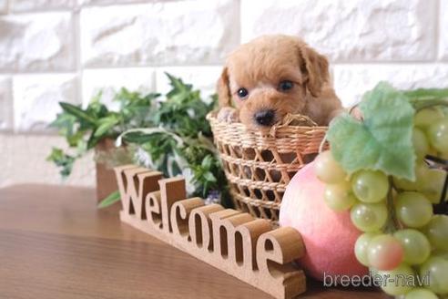 成約済の滋賀県のトイプードル-197212の3枚目