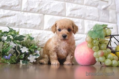 成約済の滋賀県のトイプードル-197212の2枚目