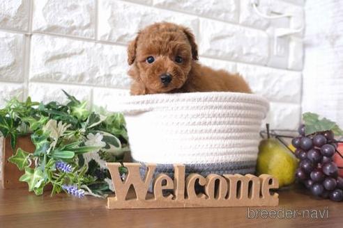 成約済の滋賀県のトイプードル-197218の1枚目