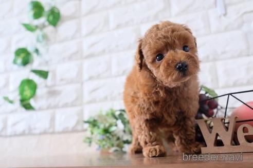 成約済の滋賀県のトイプードル-197218の6枚目