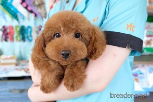 成約済の滋賀県のトイプードル-197218の4枚目