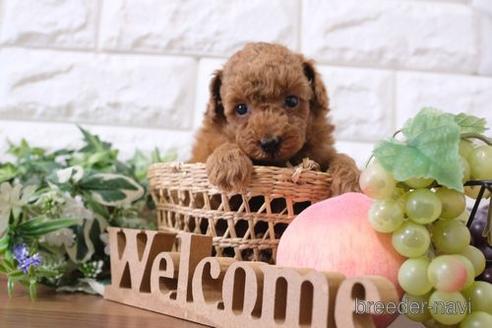 成約済の滋賀県のトイプードル-197218の3枚目