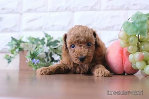 成約済の滋賀県のトイプードル-197218の2枚目