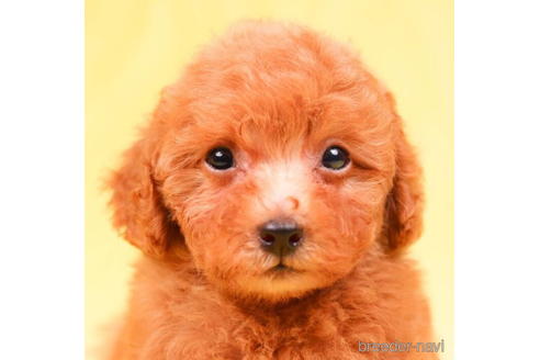 成約済の東京都のトイプードル-199321の3枚目