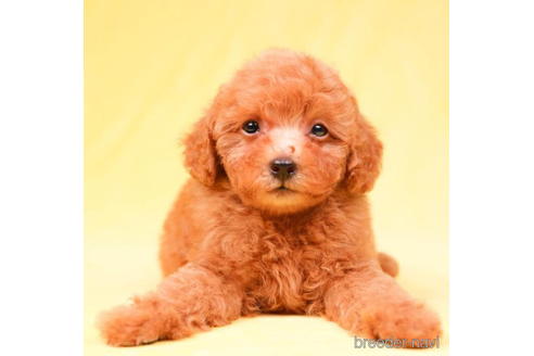 成約済の東京都のトイプードル-199321