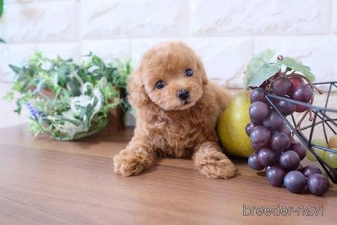 成約済の滋賀県のトイプードル-197222の6枚目