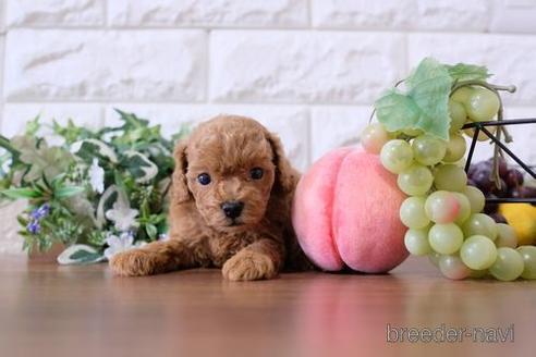 成約済の滋賀県のトイプードル-197222の3枚目