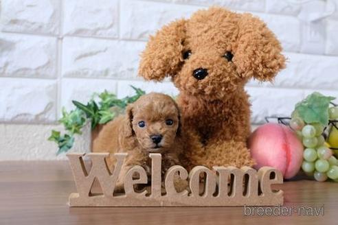 成約済の滋賀県のトイプードル-197222の2枚目