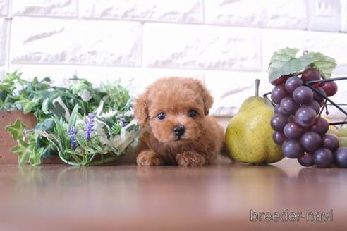 成約済の滋賀県のトイプードル-197223の1枚目