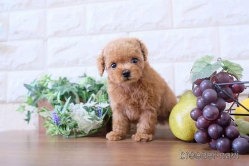 成約済の滋賀県のトイプードル-197223の6枚目
