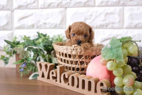 成約済の滋賀県のトイプードル-197223の3枚目