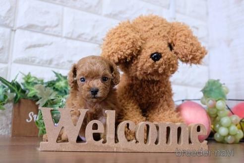 成約済の滋賀県のトイプードル-197223の2枚目