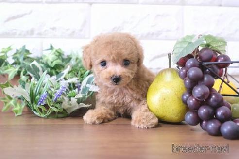 トイプさん 関西でトイプードルの子犬を探す（143ページ目）｜ブリーダーナビ