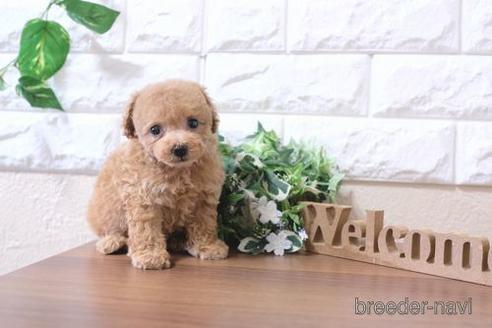 成約済の滋賀県のトイプードル-197267の6枚目