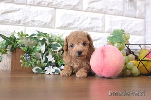 成約済の滋賀県のトイプードル-197267の3枚目