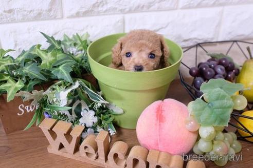 成約済の滋賀県のトイプードル-197267の2枚目