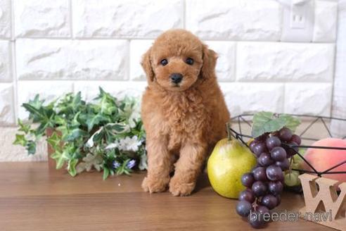 成約済の滋賀県のトイプードル-197268の1枚目