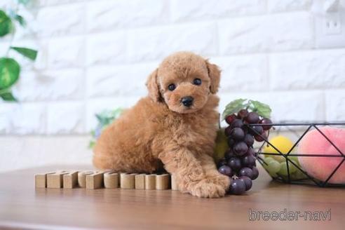 成約済の滋賀県のトイプードル-197268の6枚目