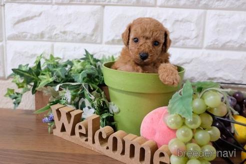 成約済の滋賀県のトイプードル-197268の3枚目