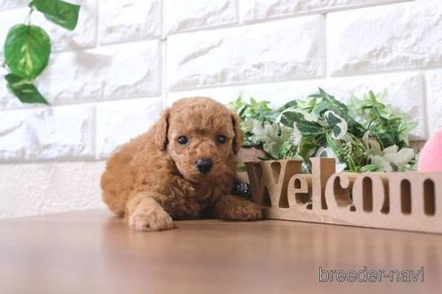 成約済の滋賀県のトイプードル-197268の2枚目