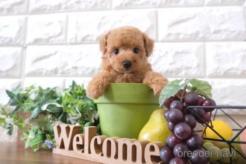 成約済の滋賀県のトイプードル-197271の1枚目