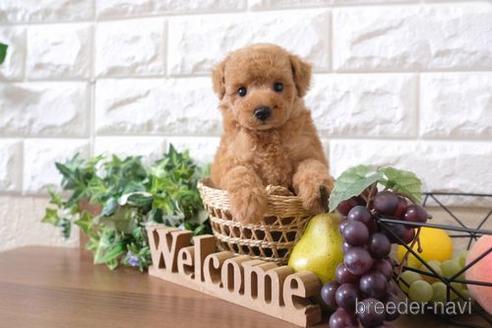 成約済の滋賀県のトイプードル-197271の6枚目