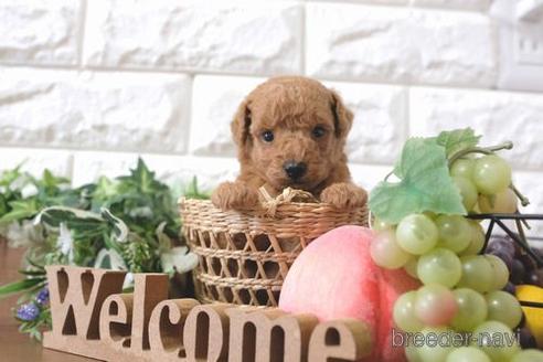 成約済の滋賀県のトイプードル-197271の3枚目