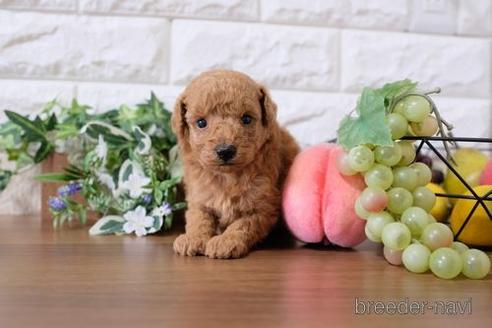 成約済の滋賀県のトイプードル-197271の2枚目