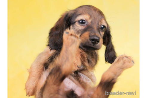 成約済の東京都のミニチュアダックスフンド(ロングヘアード)-199344の5枚目