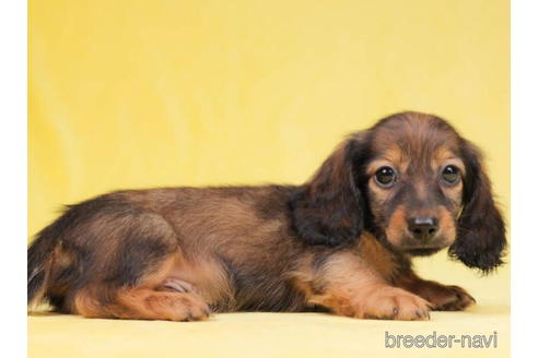 成約済の東京都のミニチュアダックスフンド(ロングヘアード)-199344の4枚目