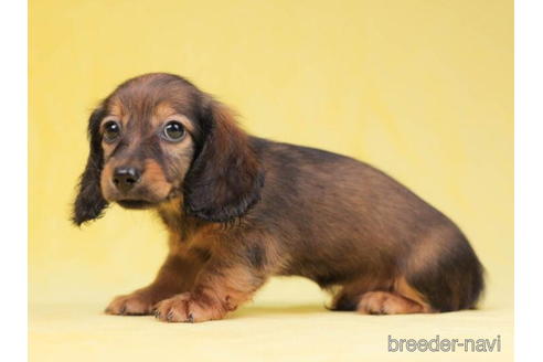 成約済の東京都のミニチュアダックスフンド(ロングヘアード)-199344の3枚目