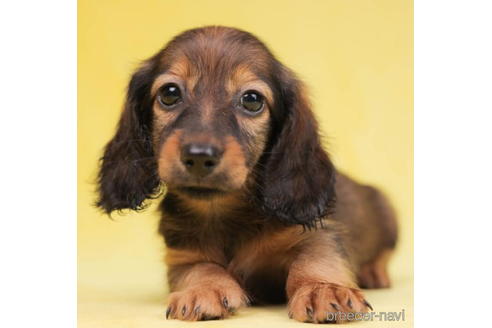 成約済の東京都のミニチュアダックスフンド(ロングヘアード)-199344の2枚目