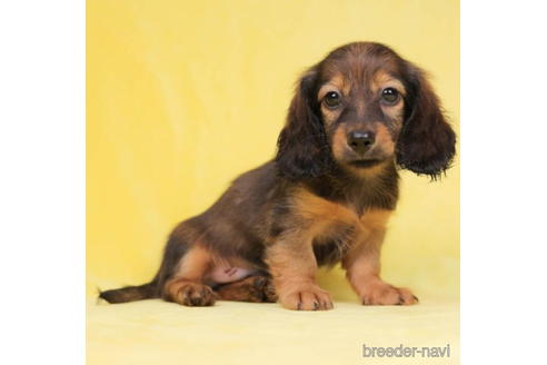 成約済の東京都のミニチュアダックスフンド(ロングヘアード)-199344の1枚目