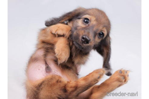 成約済の東京都のミニチュアダックスフンド(ロングヘアード)-199347の5枚目