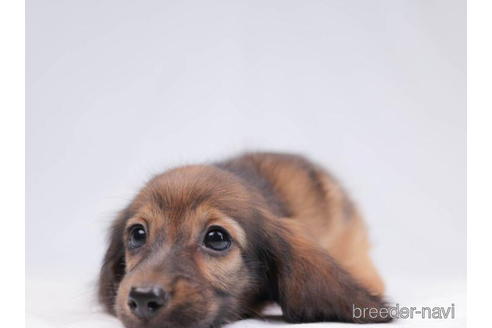 成約済の東京都のミニチュアダックスフンド(ロングヘアード)-199347の4枚目